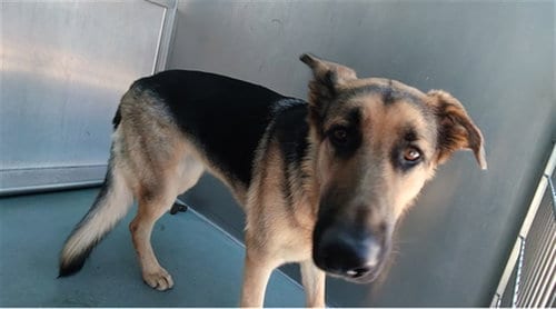 Photo of Hannah, adoptable German Shepherd Dog in Baldwin Park, California
