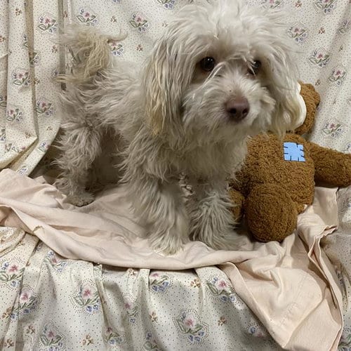Photo of A614516, adoptable Maltese in Modesto, California