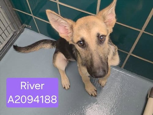 Photo of River, adoptable German Shepherd Dog in Houston, Texas