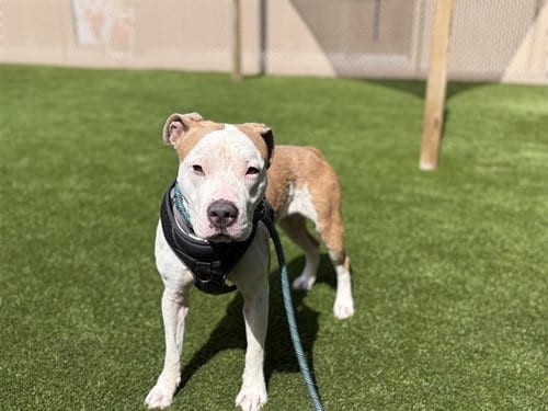 Photo of Maya, adoptable Staffordshire Bull Terrier in St. Cloud, Florida