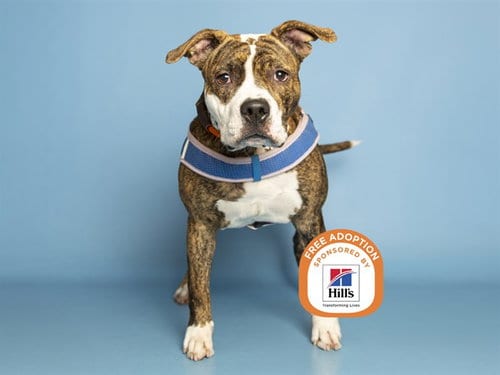 Photo of Beyonce, adoptable American Pit Bull Terrier in Phoenix, Arizona