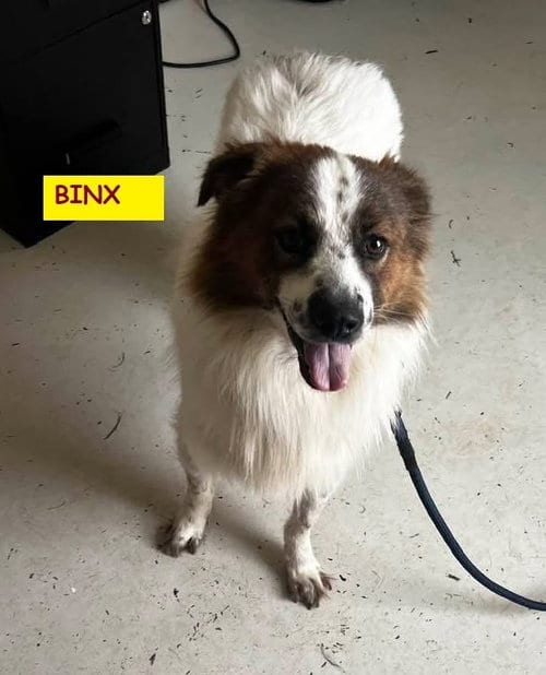 Photo of Binx, adoptable Springer Spaniel in Unionville, Pennsylvania