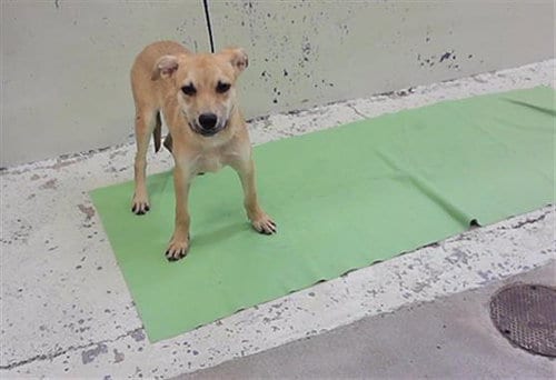 Photo of Noodle, adoptable German Shepherd Dog in Houston, Texas