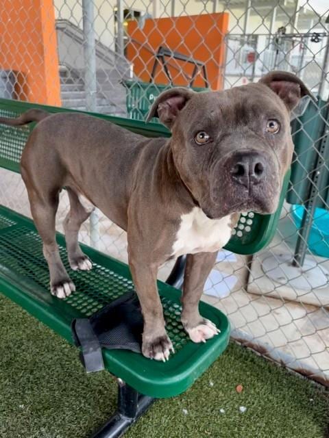Photo of Rocky, adoptable Pit Bull Terrier in Miami, Florida