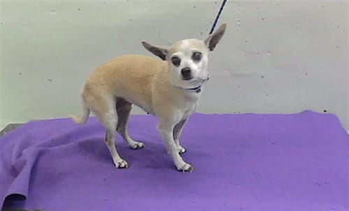Photo of Sharon, adoptable Chihuahua in Houston, Texas