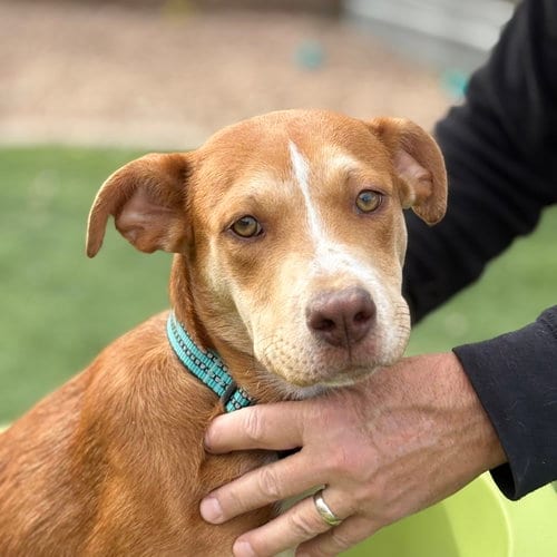 Photo of Cagney, adoptable Hound in Chandler, Arizona