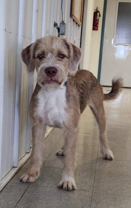 Photo of Elmer, adoptable dog in Freeport, Illinois