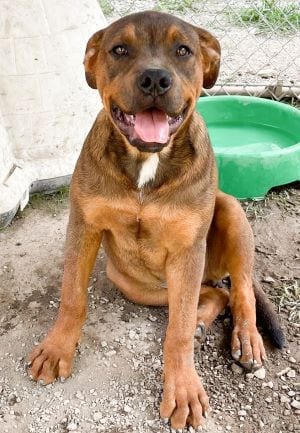 Photo of Vinny, adoptable Rottweiler in Savannah, Missouri
