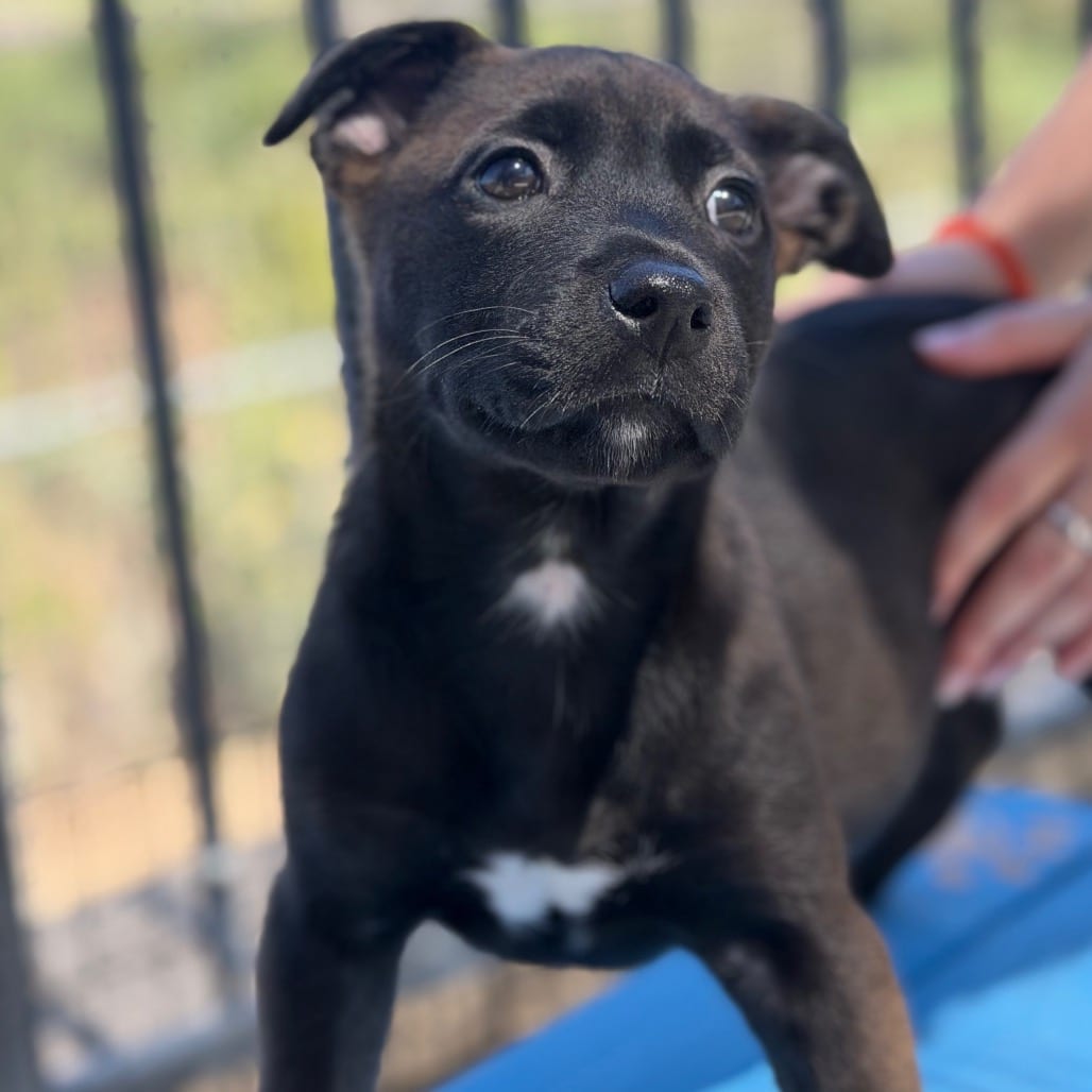 Photo of Mandalore, adoptable Terrier, Pit Bull / Mixed Breed (Small) in Riverside, California