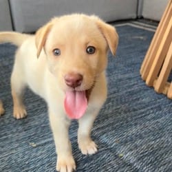 Photo of Rocco, adoptable Golden Retriever Labrador Retriever in Denver, Colorado