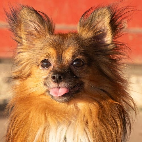 Photo of Armani, adoptable Pomeranian in Garland, Texas