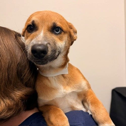 Photo of Lydia, adoptable Unknown breed in Rancho Santa Fe, California