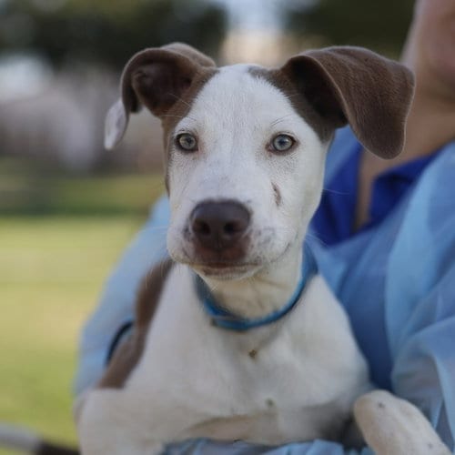 Photo of Hank, adoptable Terrier in San Antonio, Texas