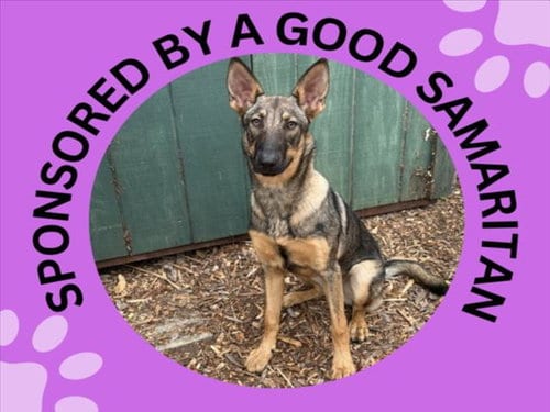 Photo of Eden, adoptable Belgian Shepherd Malinois in Santa Cruz, California