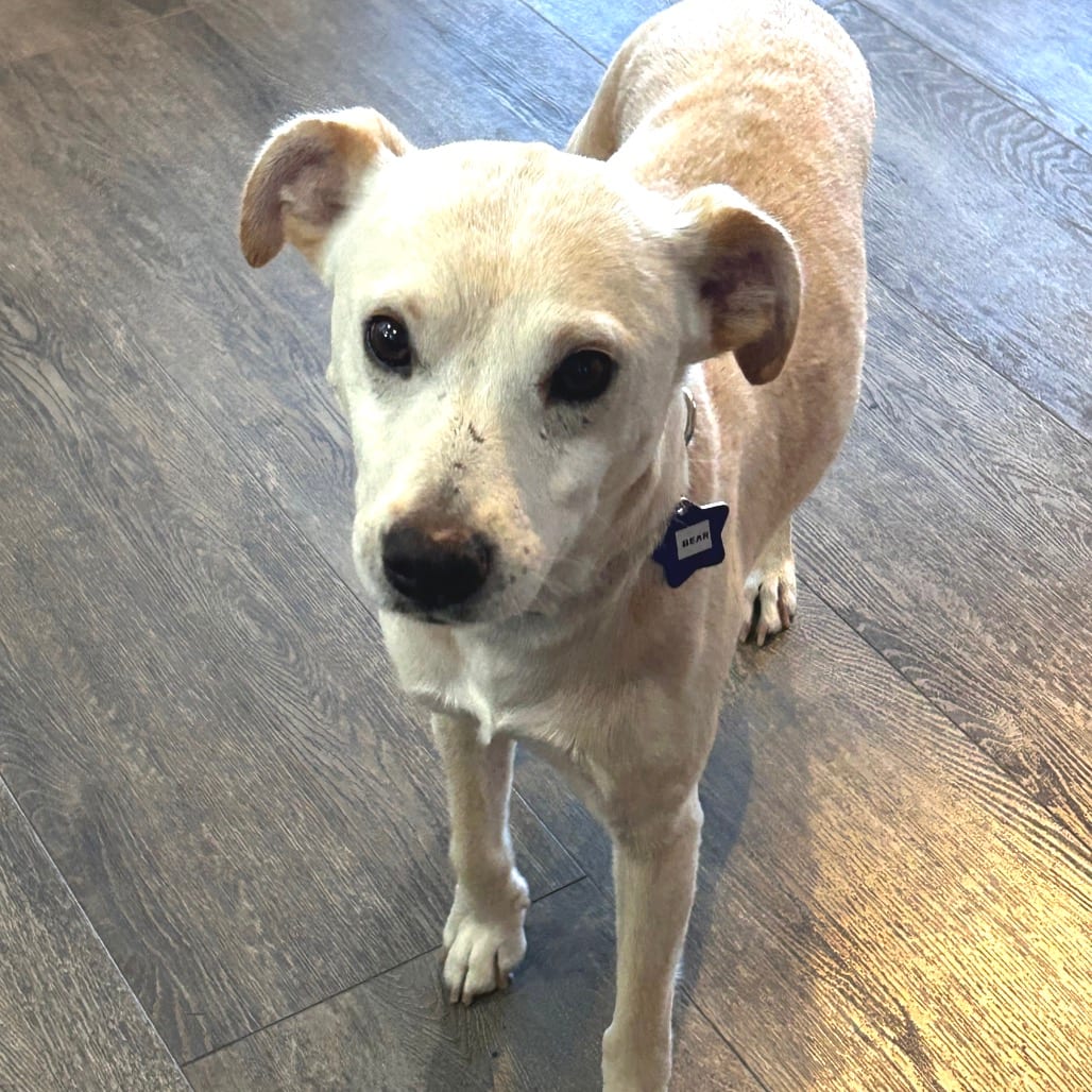 Photo of Bear, adoptable Mixed Breed (Small) in San Francisco, California