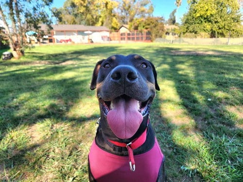 Photo of Sage, adoptable Rottweiler in Sacramento, California