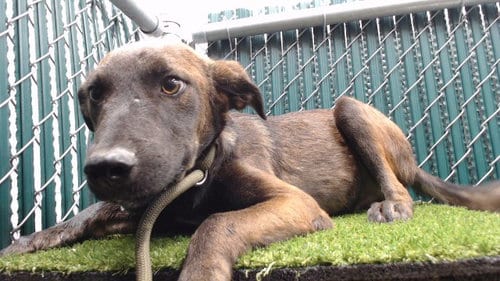 Photo of Raiden, adoptable Pit Bull Terrier in Downey, California
