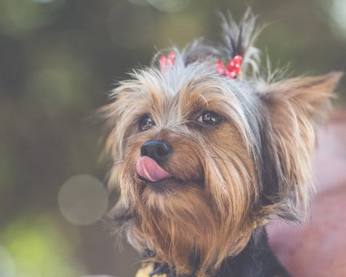 Photo of Venus, adoptable Yorkshire Terrier Yorkie in Auburn, Georgia