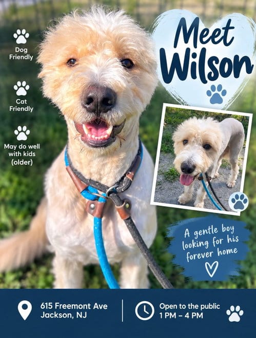 Photo of Wilson, adoptable Golden Retriever in Jackson, New Jersey