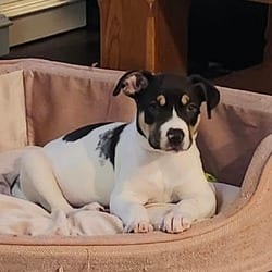 Photo of Thelma, adoptable Terrier (Unknown Type, Medium) Mixed Breed (Medium) in Overland Park, Kansas