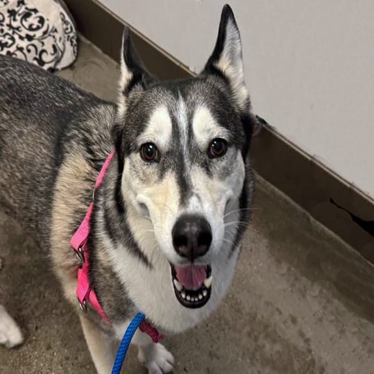 Photo of Shilo, adoptable dog