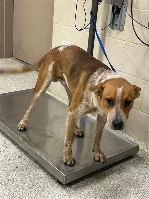 Photo of A433366, adoptable Australian Cattle Dog/Blue Heeler in Conroe, Texas