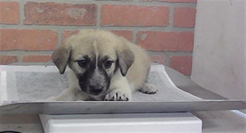 Photo of A2101529, adoptable Great Pyrenees in Houston, Texas