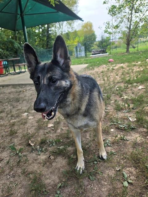 Photo of Nyla, adoptable German Shepherd Dog in St Peters, Missouri