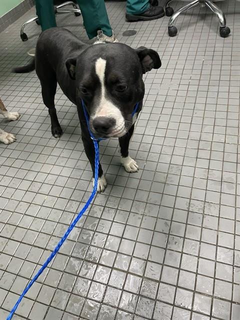 Photo of Platypus, adoptable Pit Bull Terrier in Killeen, Texas