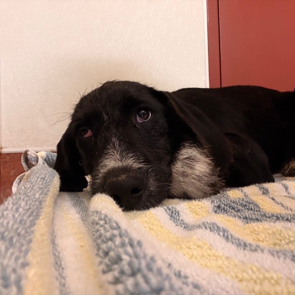 Photo of Puppies, adoptable Coonhound in Glenwood Springs, Colorado