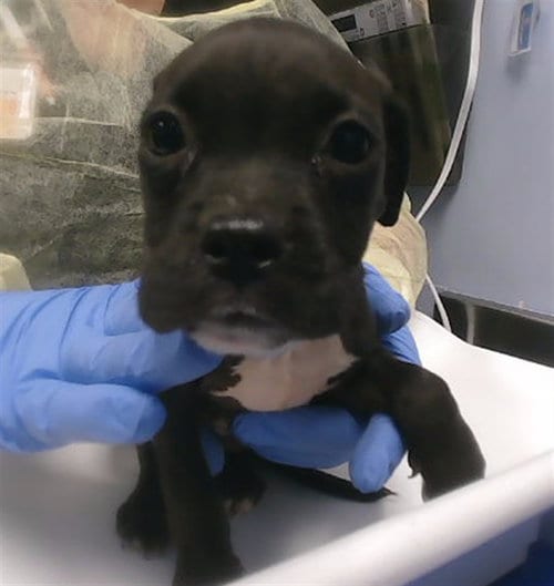 Photo of Sunshine, adoptable American Pit Bull Terrier in Phoenix, Arizona