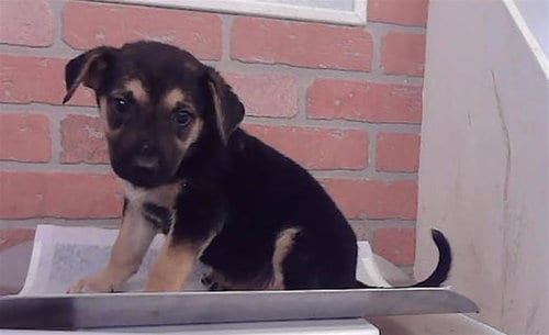 Photo of Vanessa, adoptable German Shepherd Dog in Houston, Texas