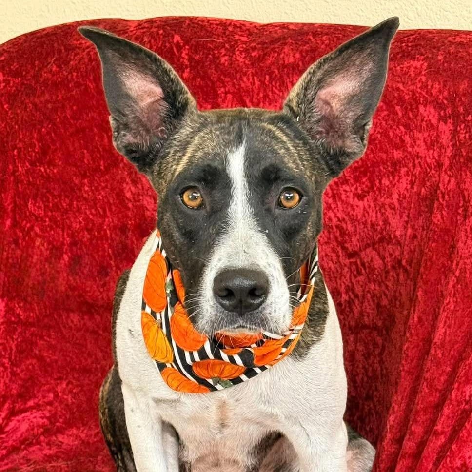 Photo of Yolanda, adoptable Collie / Mix in Weatherford, Texas