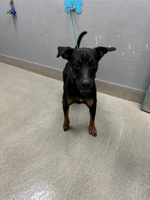 Photo of Pepper Jack, adoptable Rottweiler in Las Vegas, Nevada