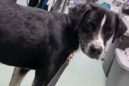 Photo of Lundy, adoptable dog