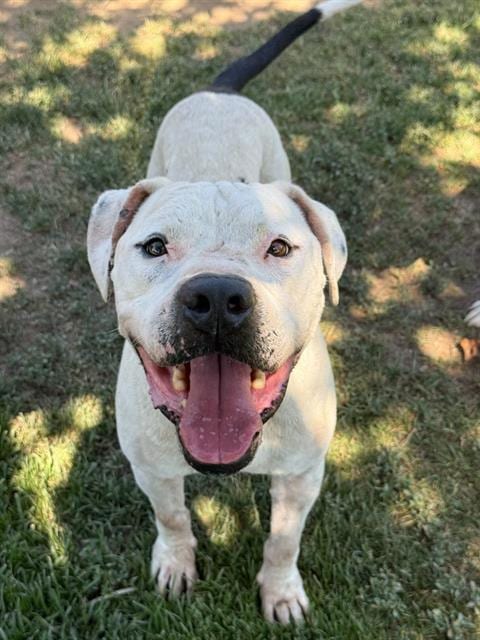 Photo of Patch, adoptable Pit Bull Terrier in Riverside, California