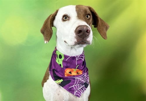 Photo of Birdie, adoptable Labrador Retriever in Ft Lauderdale, Florida