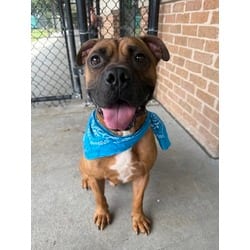 Photo of Scrappy, adoptable American Pit Bull Terrier in Baton Rouge, Louisiana