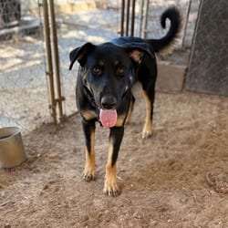 Photo of Milford, adoptable German Shepherd Dog Mixed Breed (Large) in Stephenville, Texas