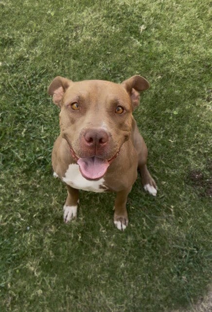 Photo of Ladybug, adoptable Pit Bull Terrier in Bakersfield, California