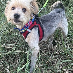 Photo of Teddy, adoptable Norfolk Terrier in Bell Gardens, California