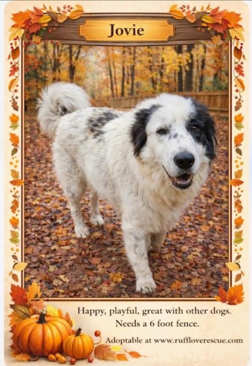 Photo of Jovie, adoptable Great Pyrenees in Thomasville, North Carolina