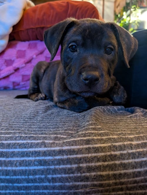 Photo of Frankie, adoptable Pit Bull Terrier in Belleville, Michigan