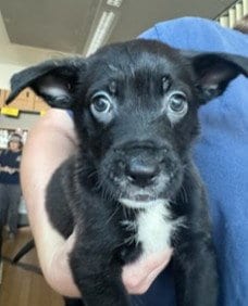 Photo of Butterscotch, adoptable Labrador Retriever in Van Nuys, California