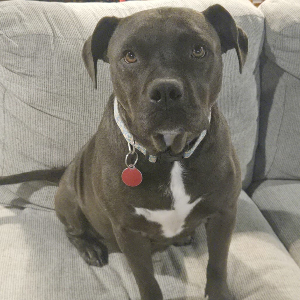 Photo of Jane Fonta, adoptable Mixed Breed (Medium) in St. Louis, Missouri