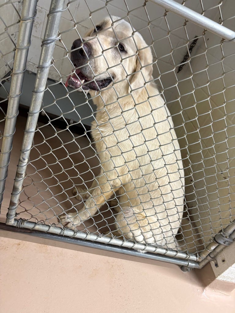 Photo of Barney, adoptable Great Pyrenees in Nacogdoches, Texas