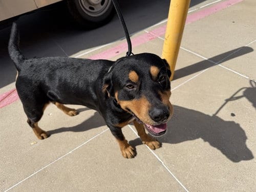 Photo of Randy, adoptable Rottweiler in Garland, Texas