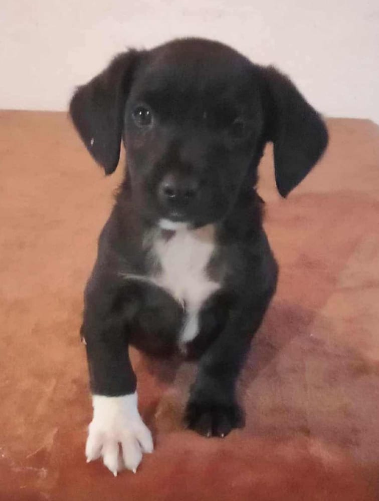 Photo of Jet, adoptable Labrador Retriever in Dana Point, California