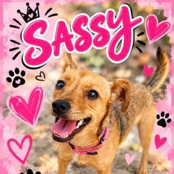 Photo of Sassy, adoptable Chihuahua in Albany, New York