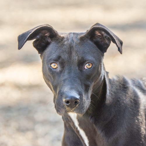 Photo of Lefou, adoptable Terrier in Hilton Head, South Carolina